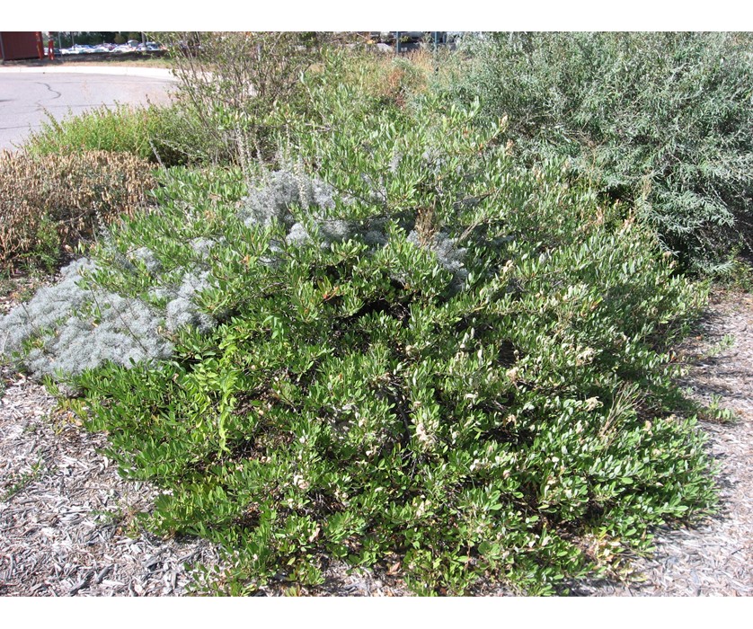 Mock Bearberry Manzanita
